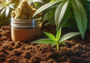 culture cannabis sol vivant