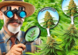 Cannabis triploïde et tétraploïde : Révolution dans le monde de la culture du cannabis